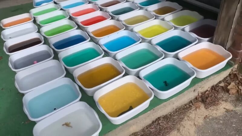 A rainbow igloo colors